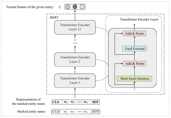 The framework of BERT for entity text feature extraction.