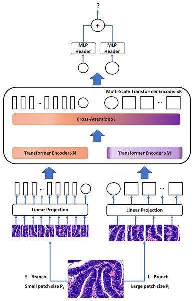 The network structure of the CrossVIT.