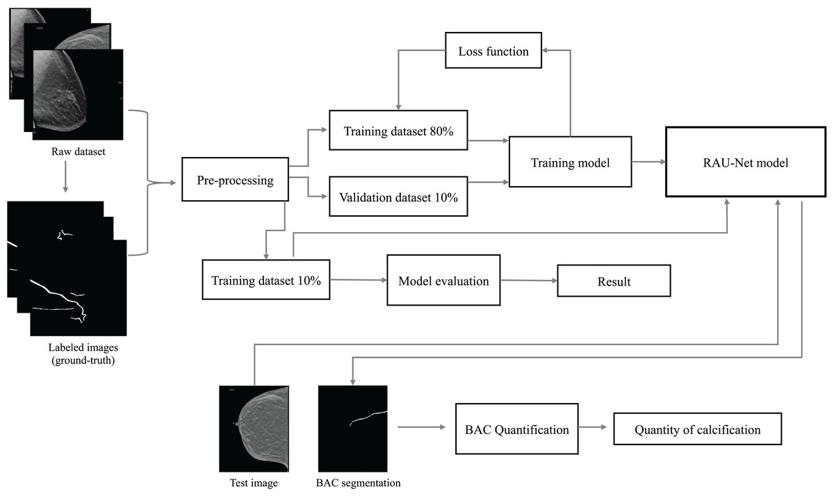 Recurrent Attention U-net For Segmentation And Quantification Of Breast 