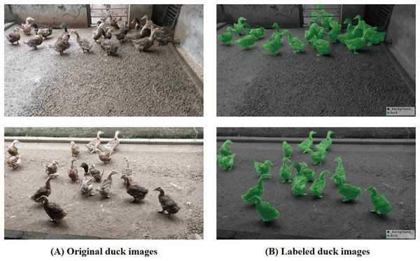 Duck breeding data set and labeling diagram.