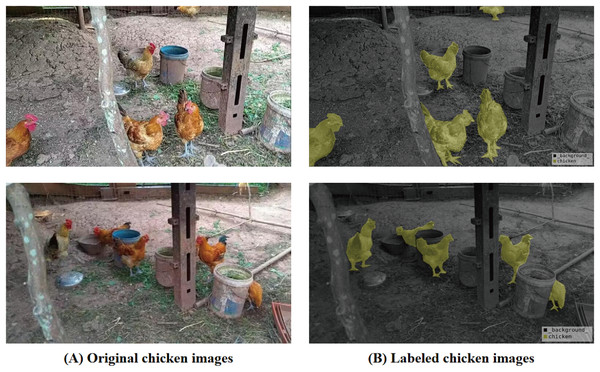 Chicken breeding data set and labeling diagram.