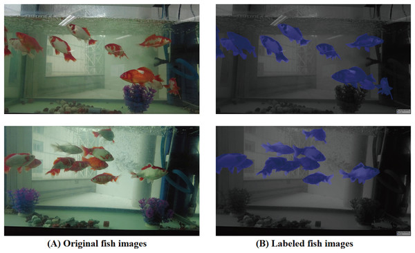 Fish breeding data set and labeling diagram.