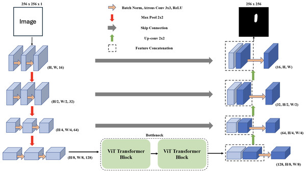 The proposed encoder-decoder segmentation MCV-UNet based on atrous CNN and ViT blocks.