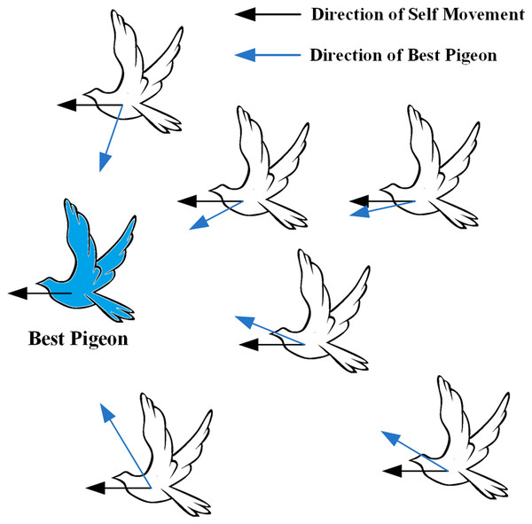 White pigeons adjusts its flight position according to the map and the compass operator.