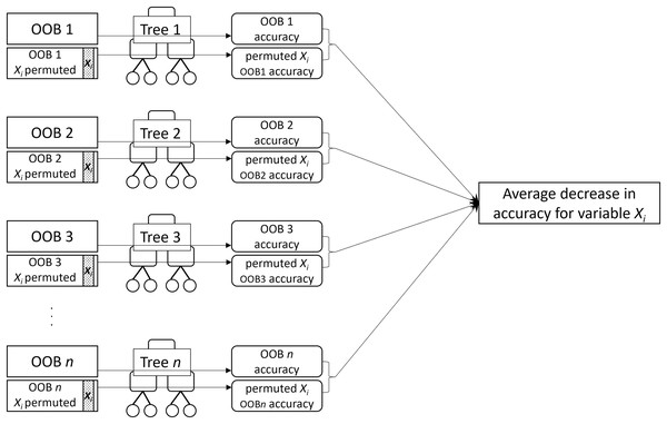 A visual description of the process of obtaining permutation importance (MDA) for variable 
${X_i}$Xi
.