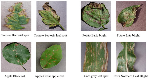 Pairs of plant leaf images with similar lesion characteristics.