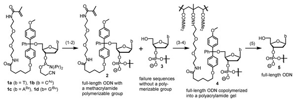 The catching-by-polymerization (CBP) oligo purification method.