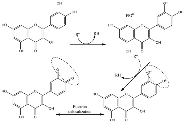 Scavenging of ROS (R°) by flavonoids.