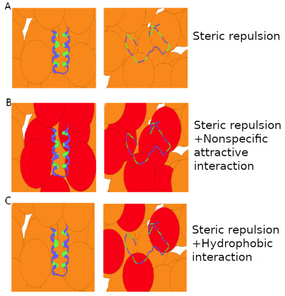 Schematics of attractive crowder-protein interactions.